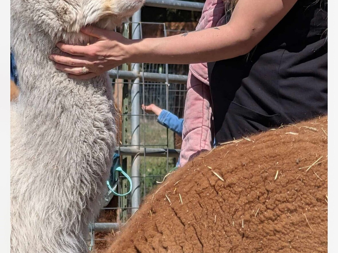 TerBest Alpacas-Priest River必去景点