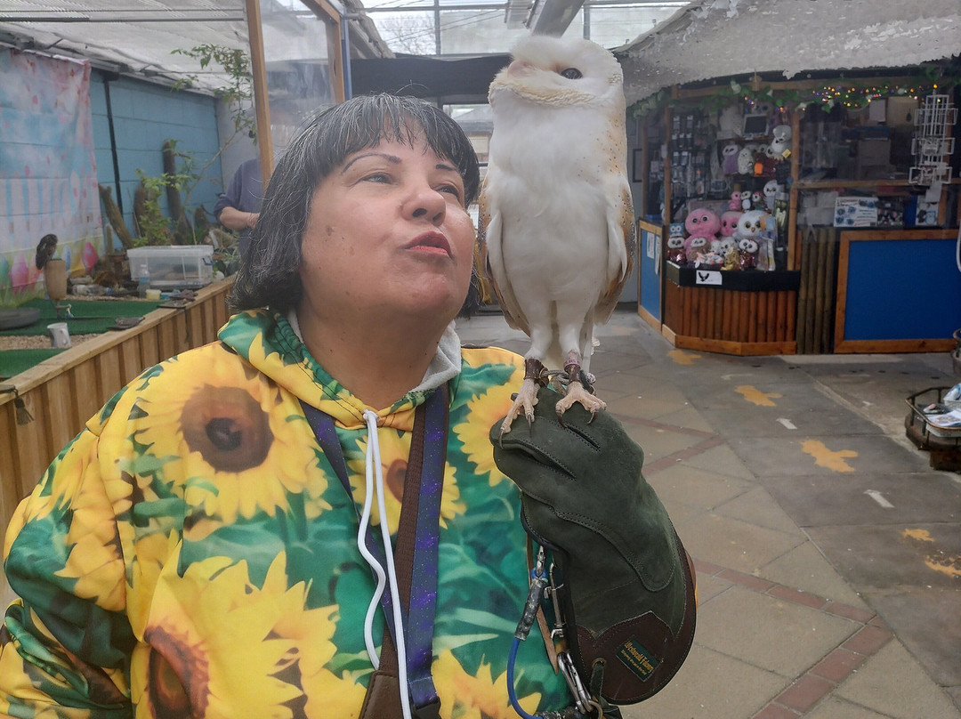 Jambs Owls景点图片