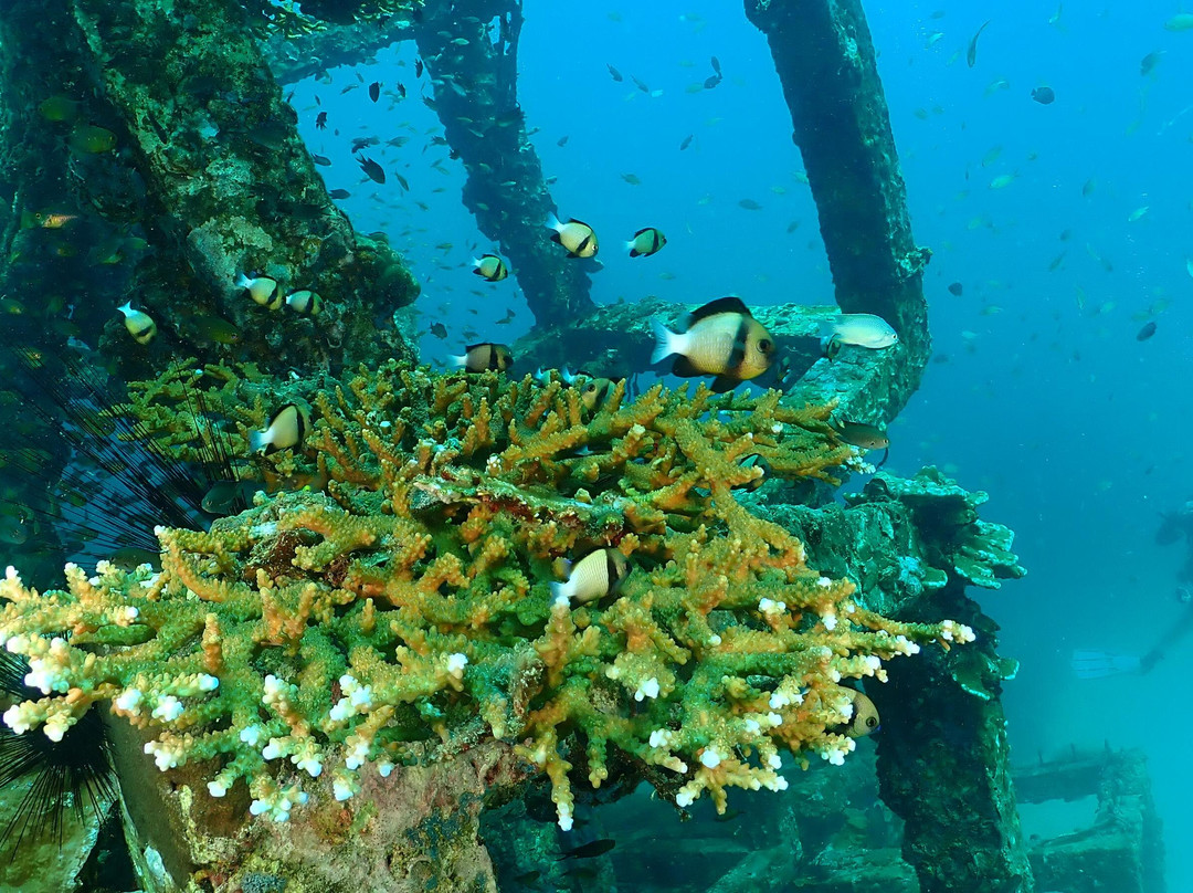 Phi Phi Dive Club - Day Tours-大皮皮岛必去景点