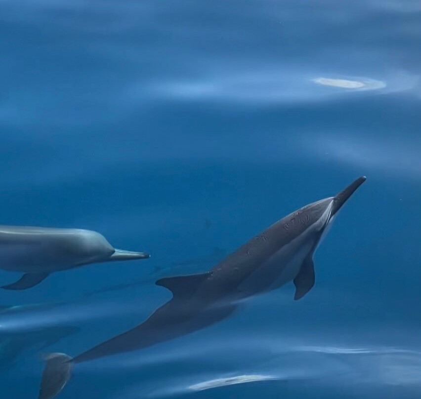 Adventure X Boat Tours-卡慕也拉必去景点