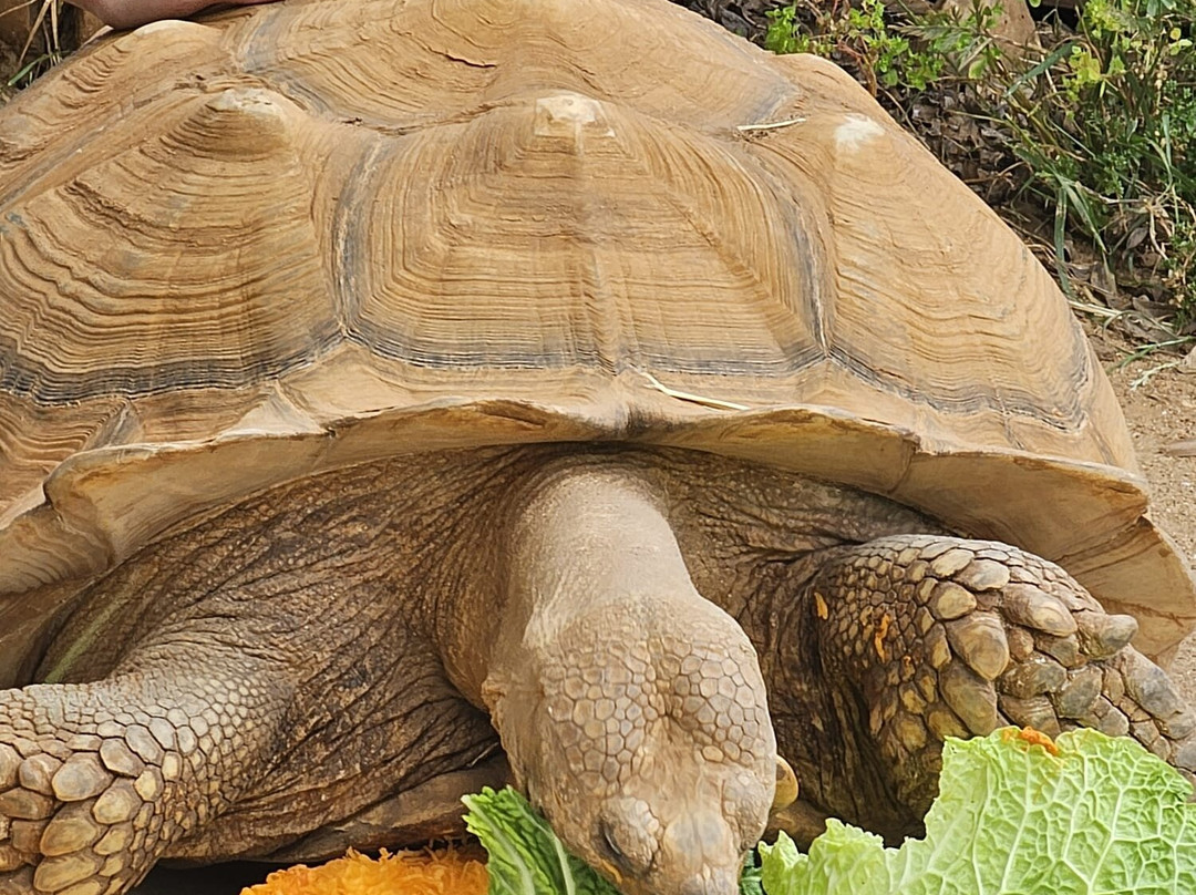 Krazy World Zoo-Algoz必去景点