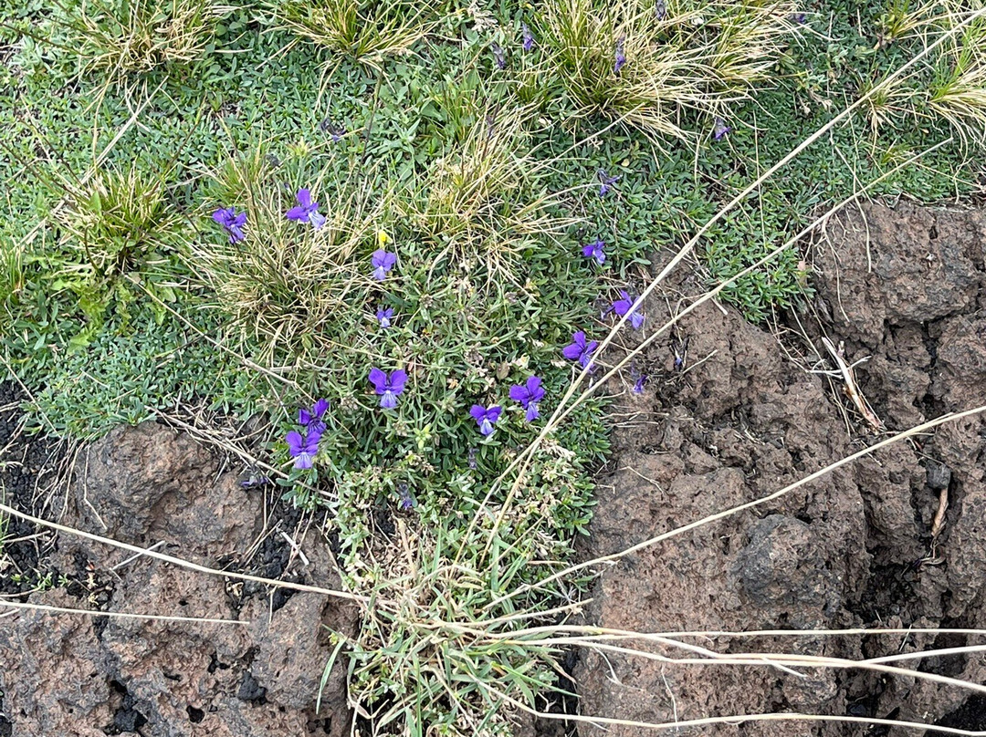 Etna Emotion-陶尔米纳必去景点