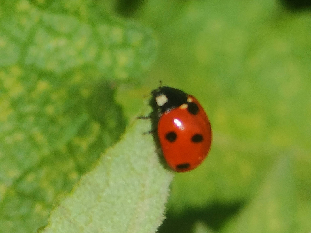 Tylissos Archaeological site-Tylissos必去景点