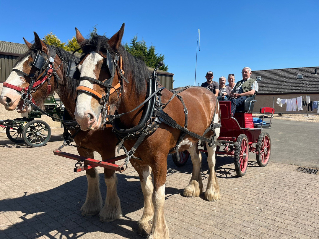 Peggyslea Clydesdales