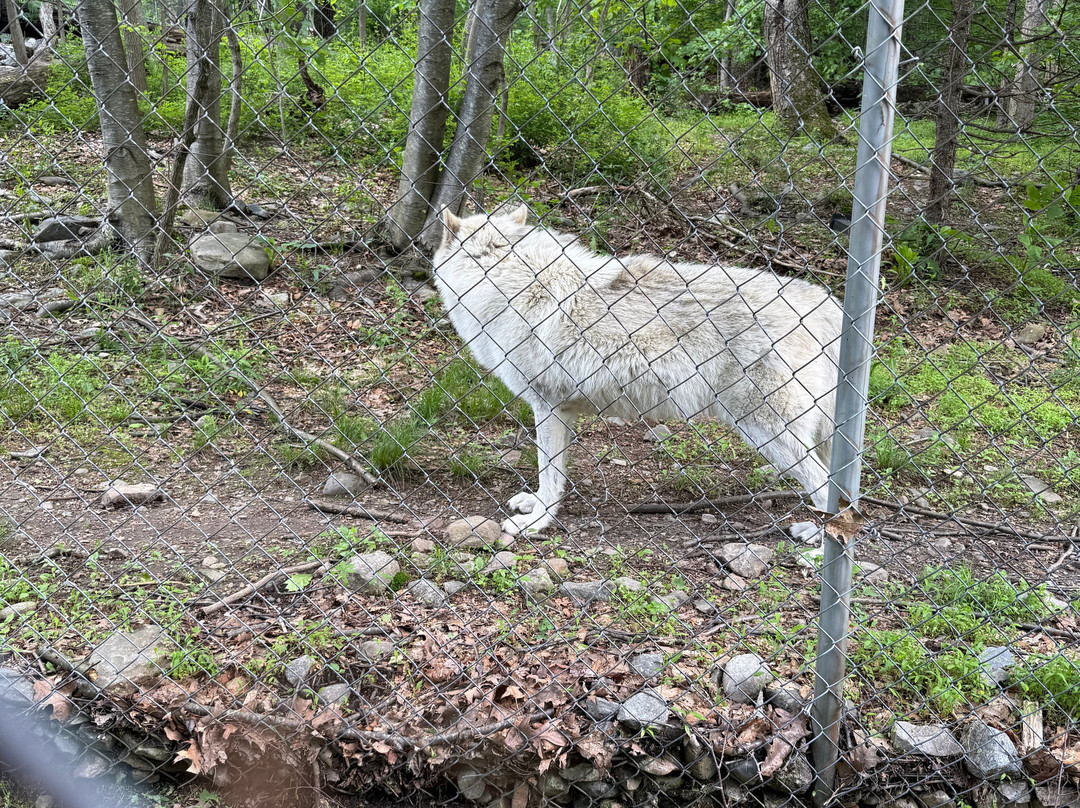 Lakota Wolf Preserve景点图片