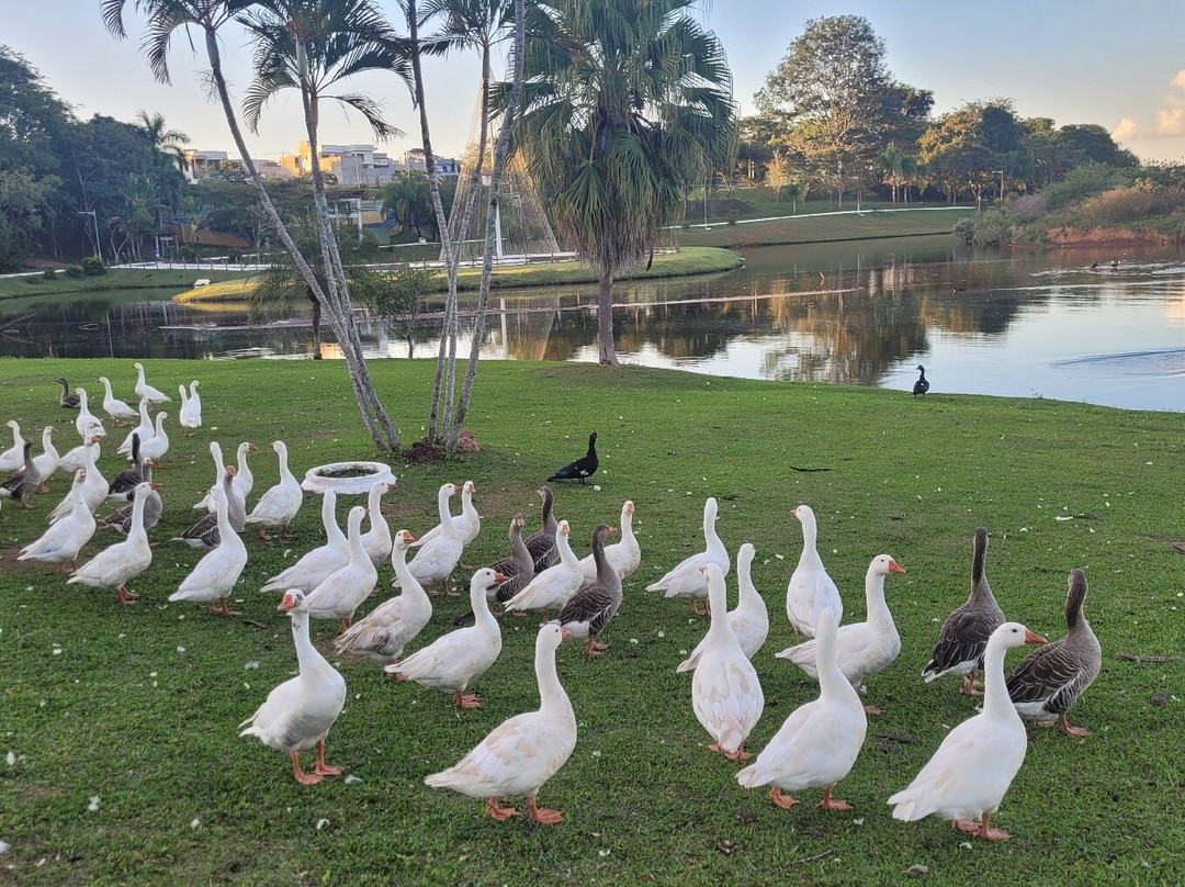 Parque Lago Municipal Recanto das Araras景点图片