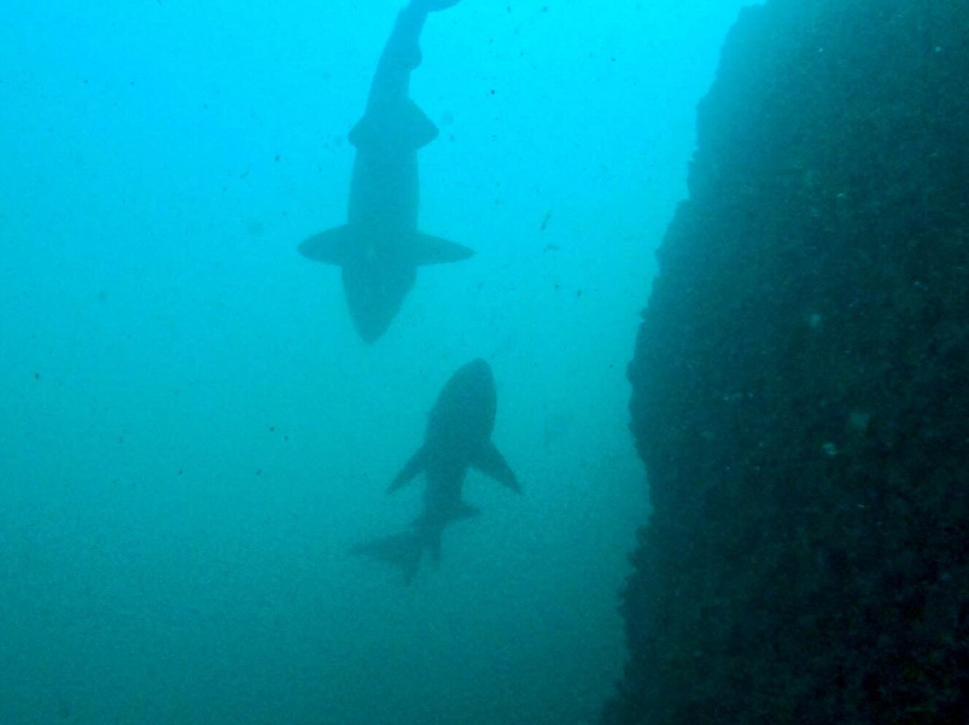 Wolf Rock Dive Centre景点图片