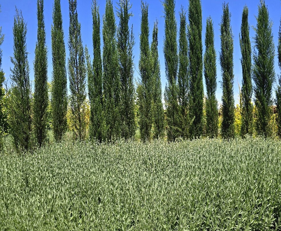 The Lemonary Marrakech主图