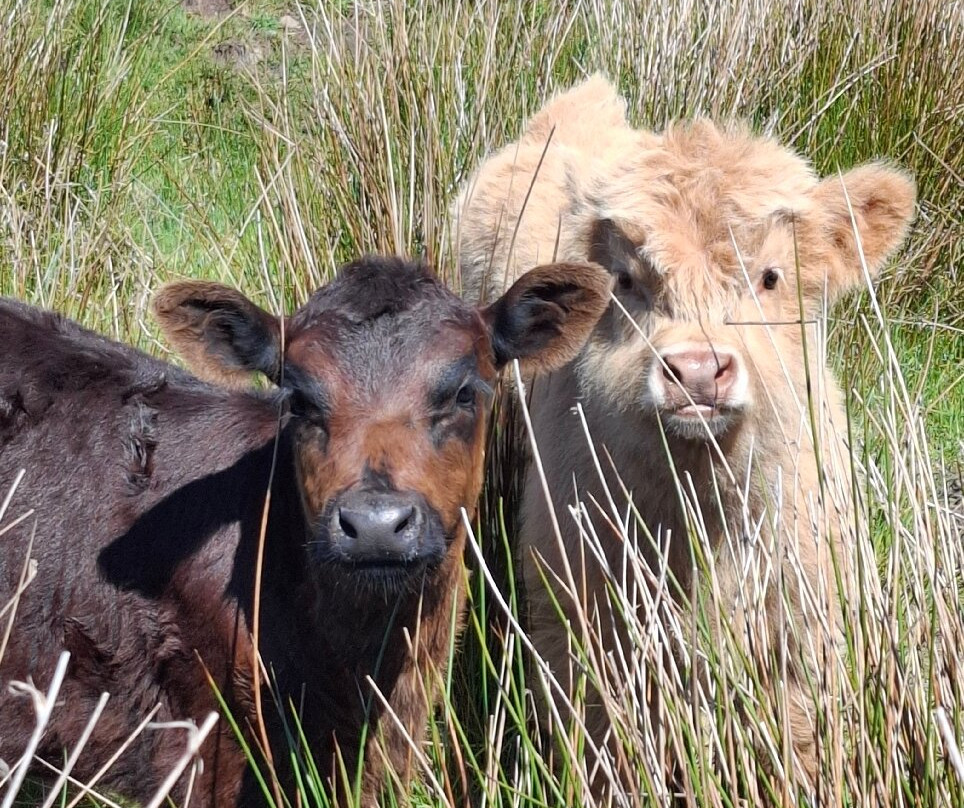 WalkingWomen-英格兰必去景点