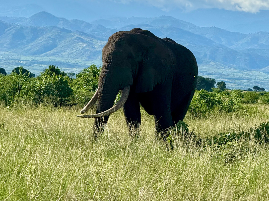 Mukiza Gorilla Expeditions-Kanungu必去景点