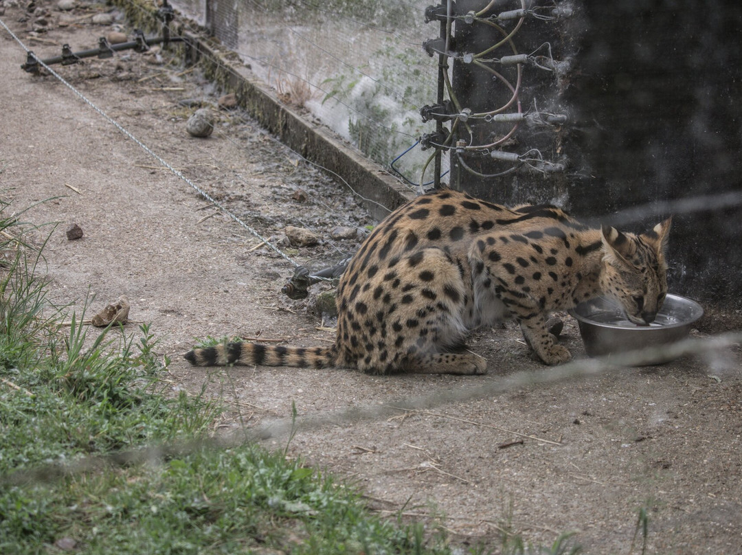 Call Of The Wild Zoo景点图片