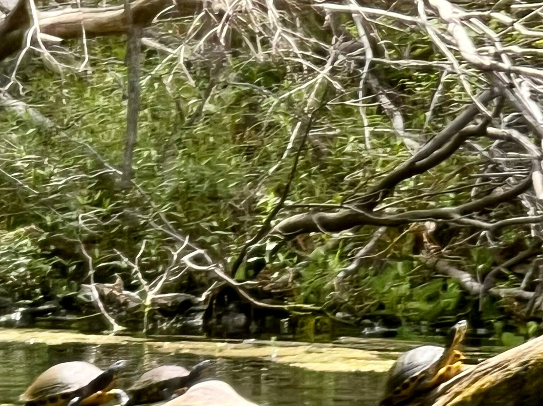 Rum 138 Outfitters & Paddlesports-Fort White必去景点