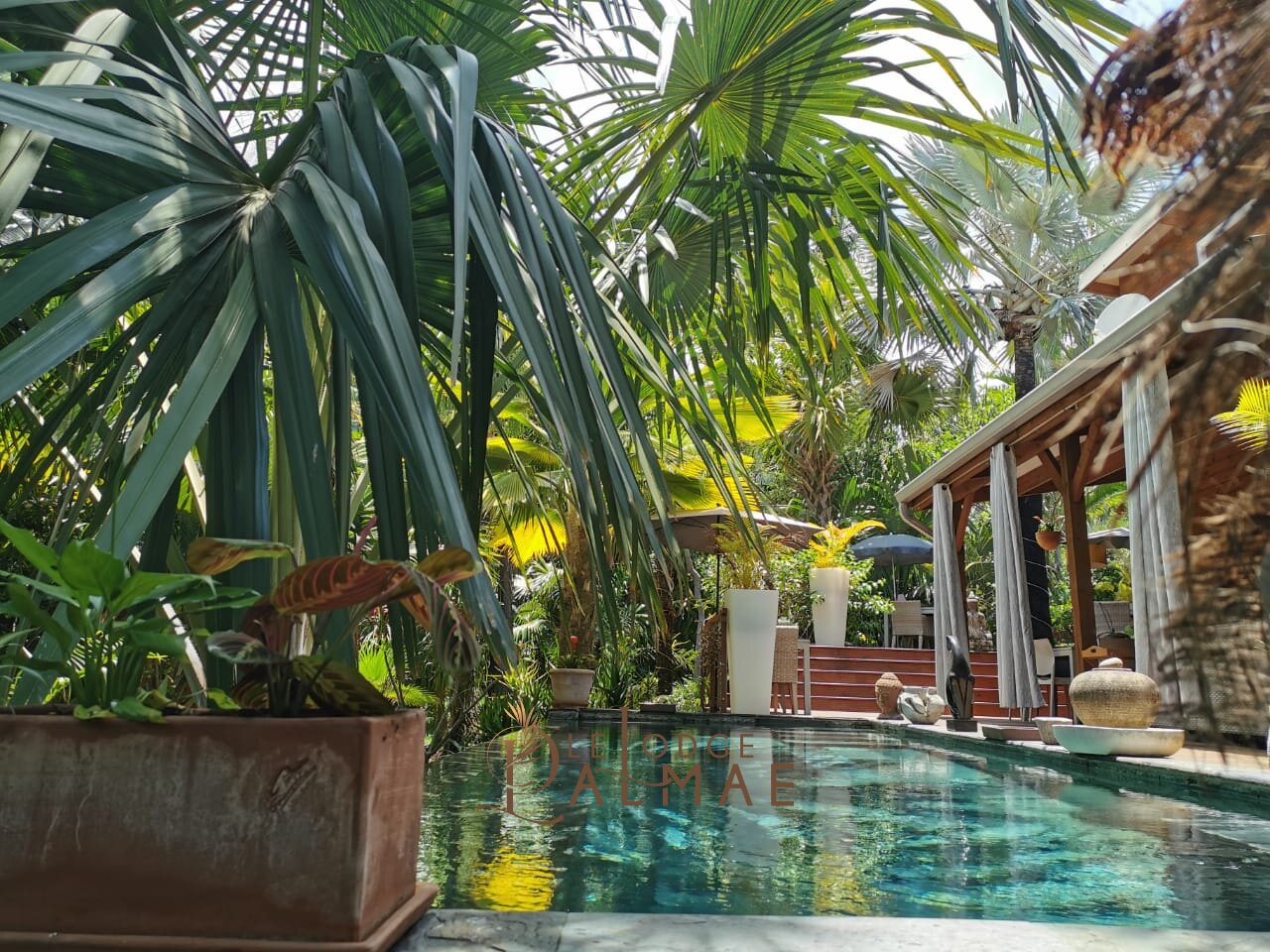 Lodge Palmae-泳池