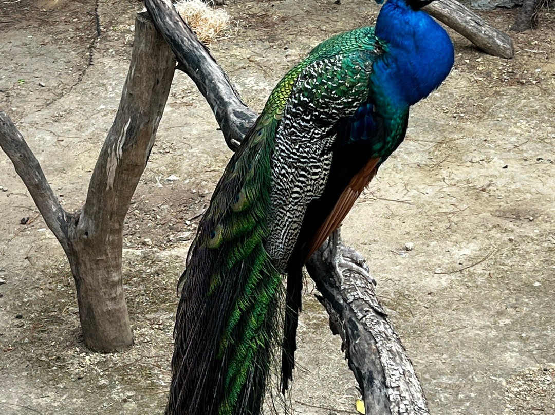 Alameda Wildlife Conservation Park-直布罗陀必去景点