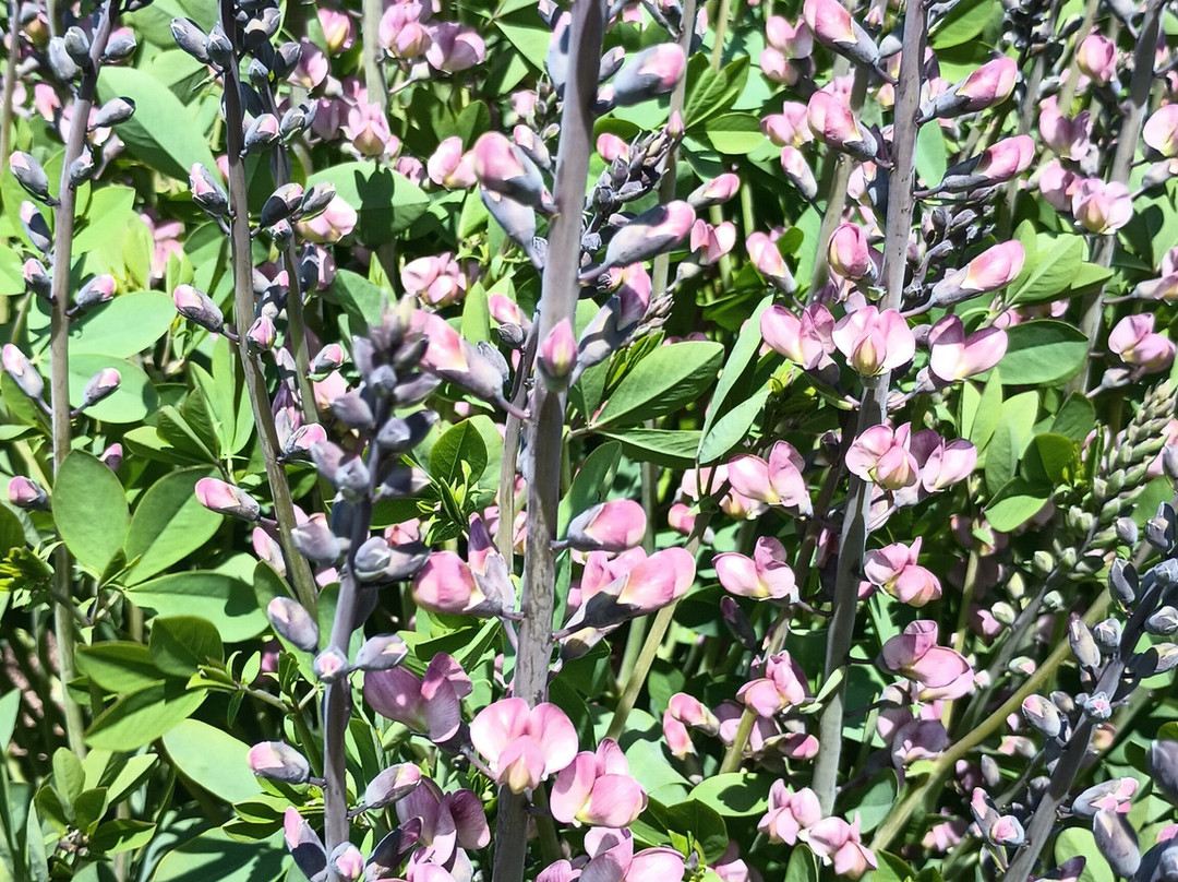 Skylands New Jersey Botanical Gardens-Ringwood必去景点