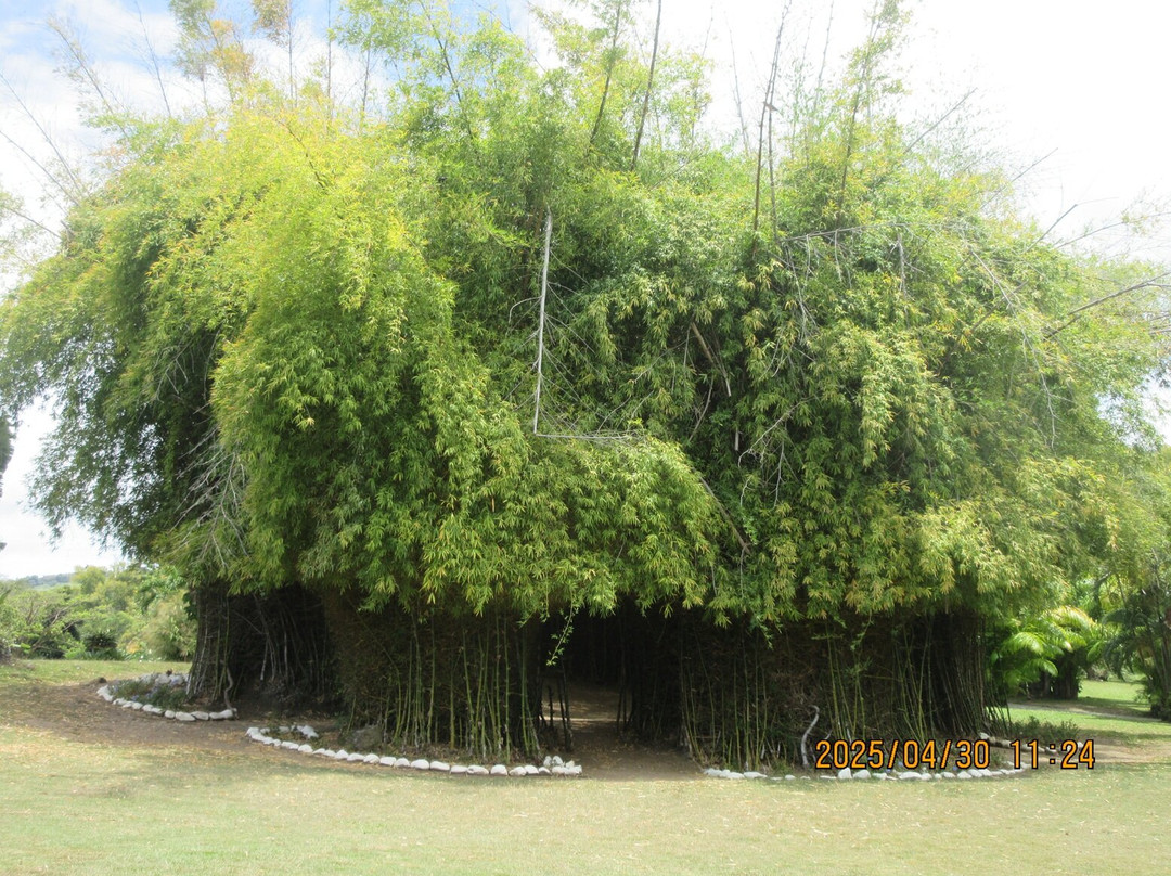 Dominica Botanic Gardens-罗索必去景点