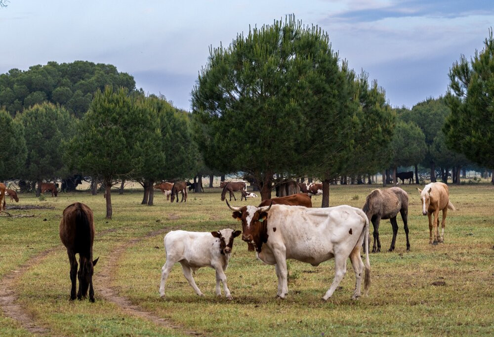 Discovering Donana-El Rocio必去景点