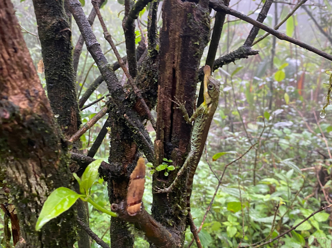 Kandy Trekking Tours-康提必去景点