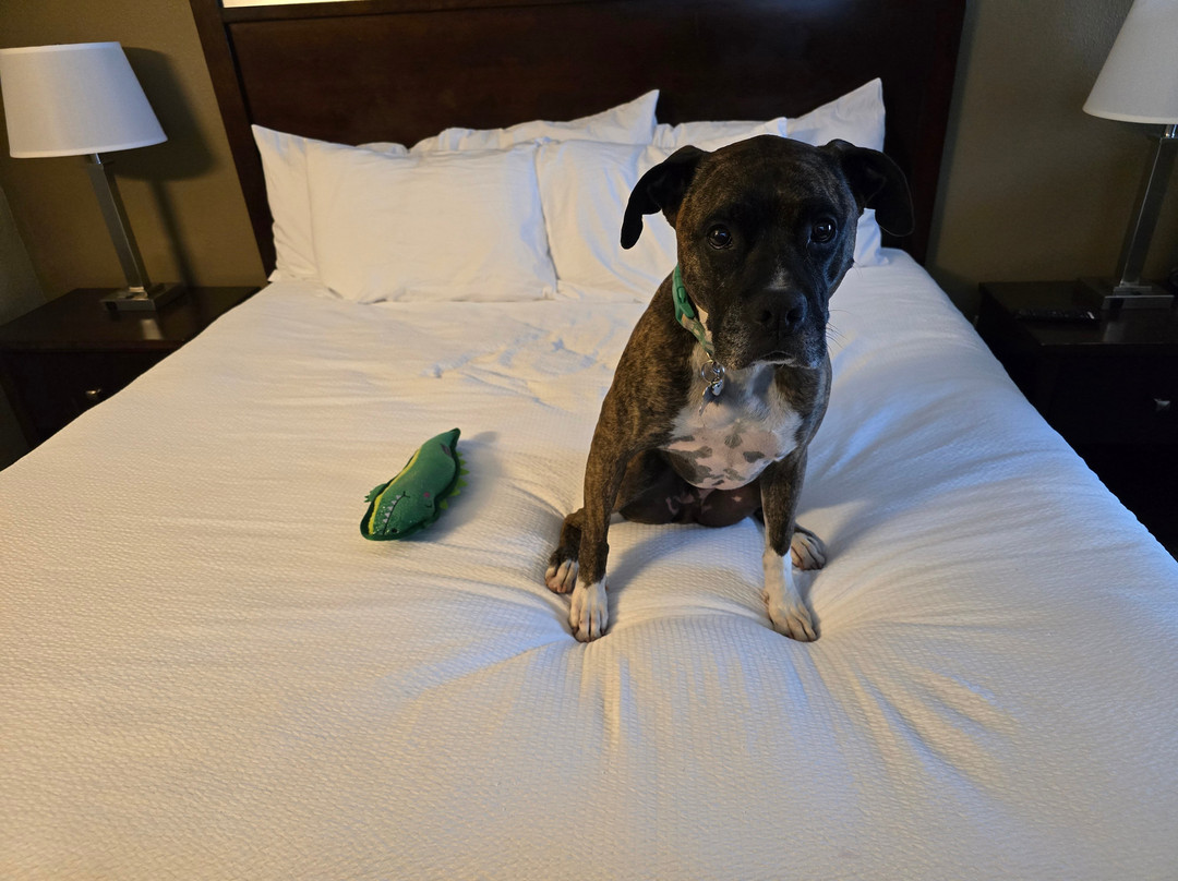 Best Western Plus Prairie Inn主图