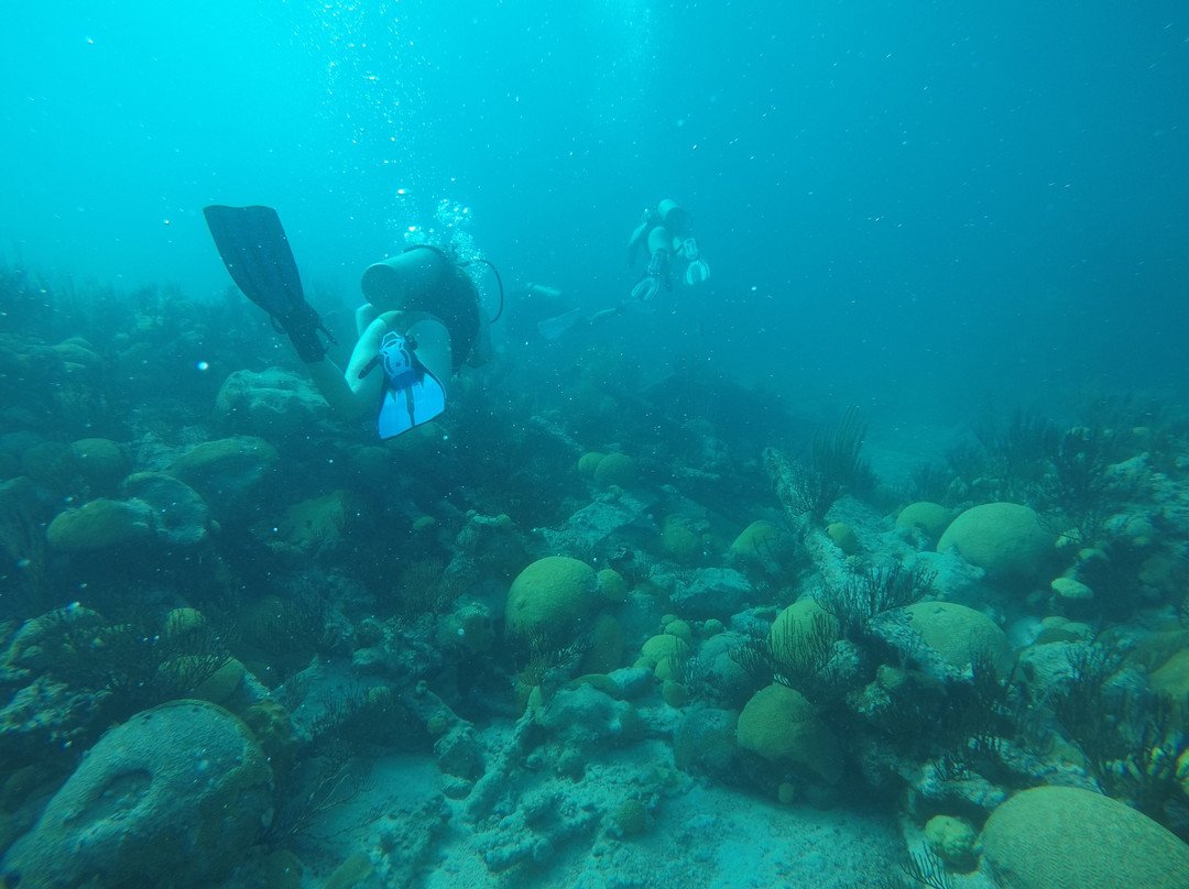 Blue Water Divers & Watersports-Sandys Parish必去景点