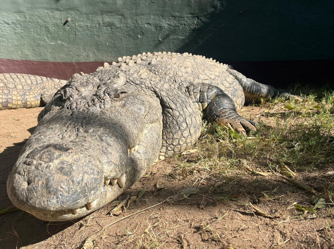 Crocodile Creek-Tongaat必去景点