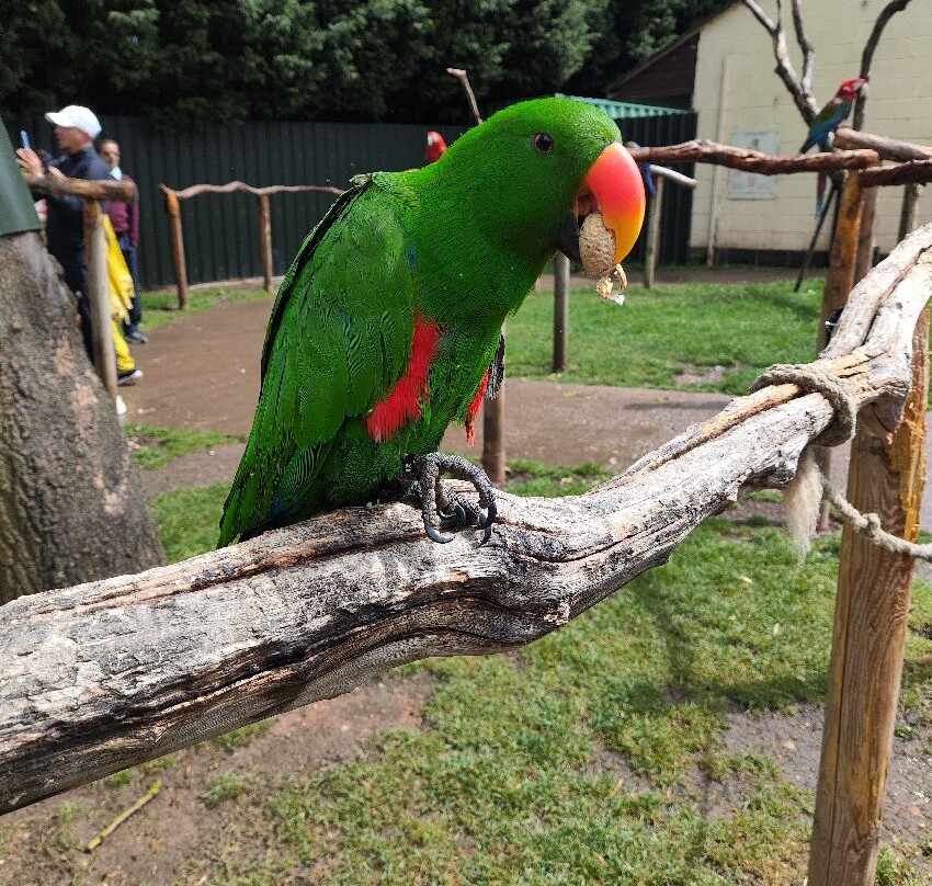 Tropical Birdland-Desford必去景点