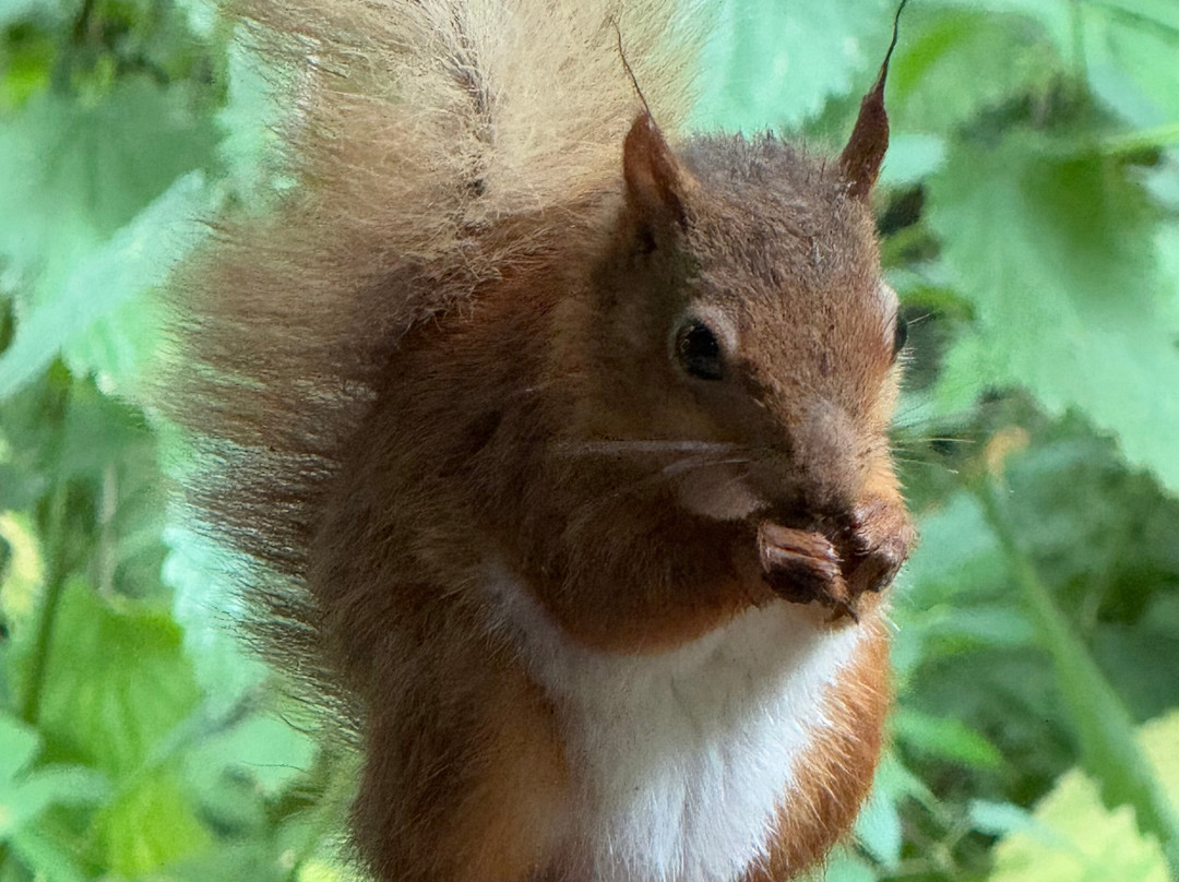 Quarr Abbey-赖德必去景点