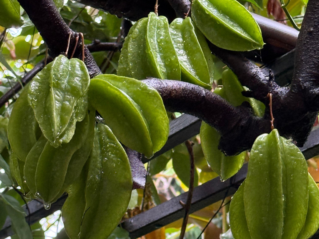 Pura Vida Hotel主图