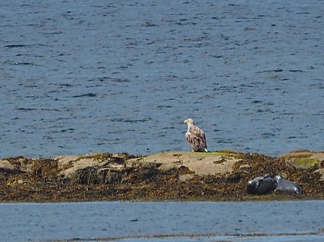 Wild Mull Tours-Pennyghael必去景点