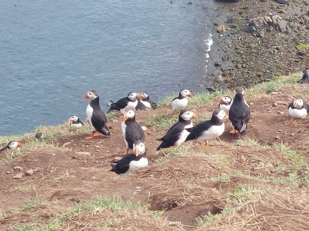 Pembrokeshire Islands Boat Trips-Skomer Island必去景点