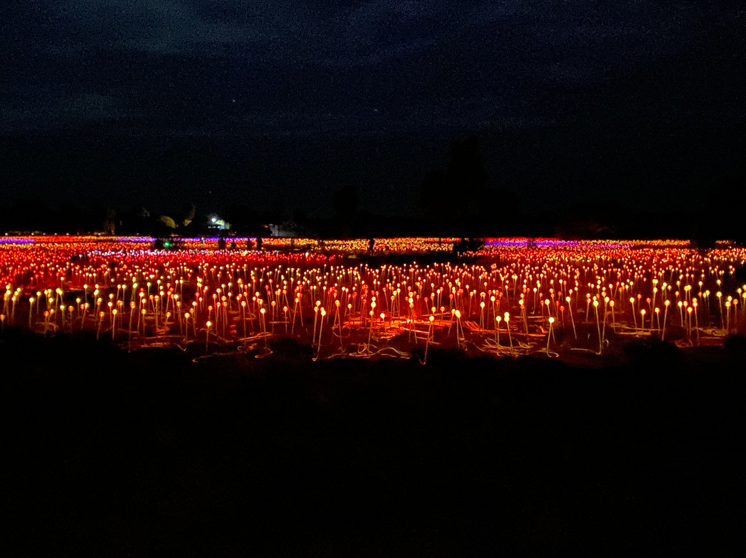 Field of Light-乌鲁鲁-卡塔丘塔国家公园必去景点