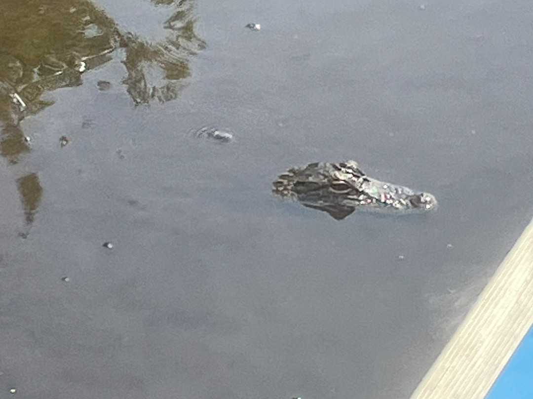 Alligator Kingdom Airboat Tours