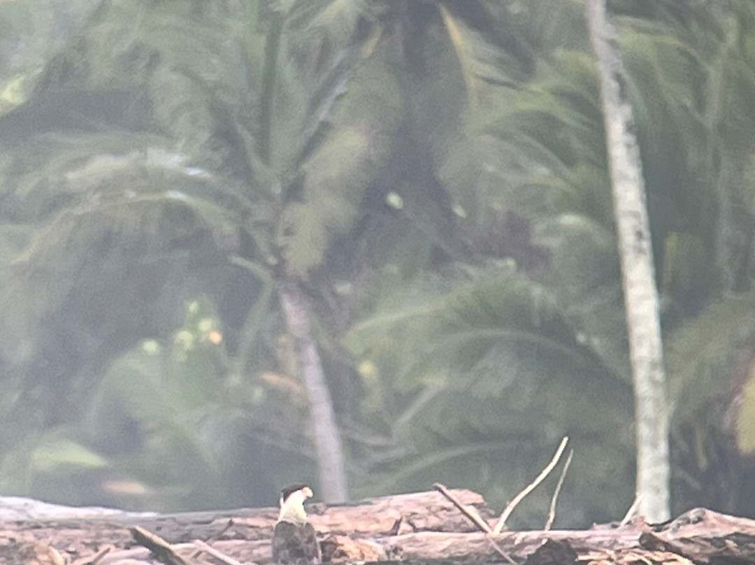 Corcovado Guia CR-希门尼斯港必去景点