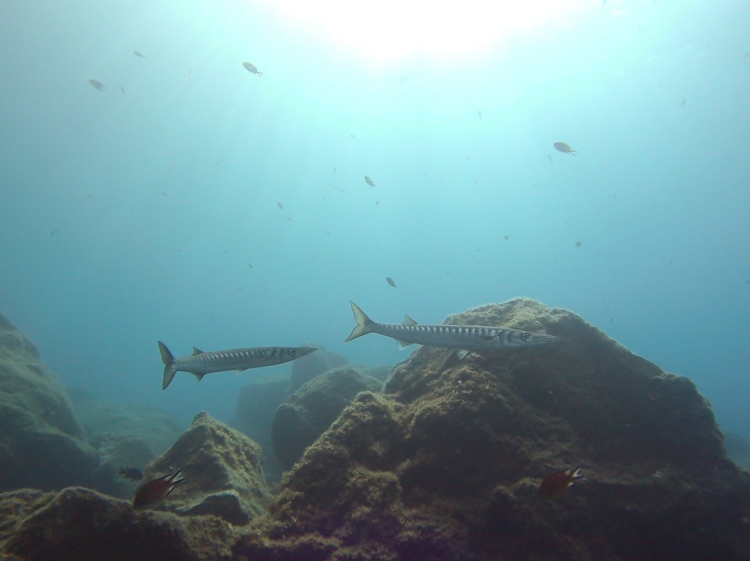 Mero Diving Center-Canico必去景点