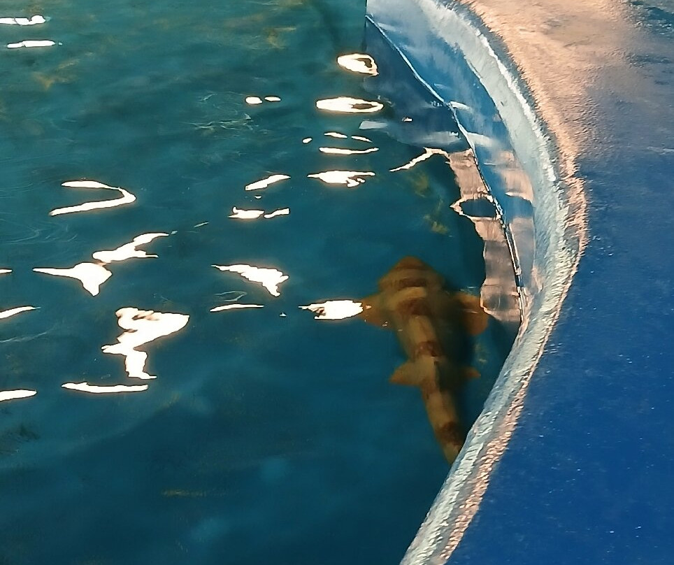 The Institute for Marine Mammal Studies-格尔夫波特必去景点