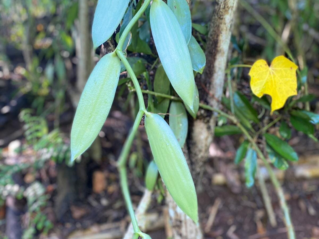 Parfum d’Ylang-Andranobe必去景点