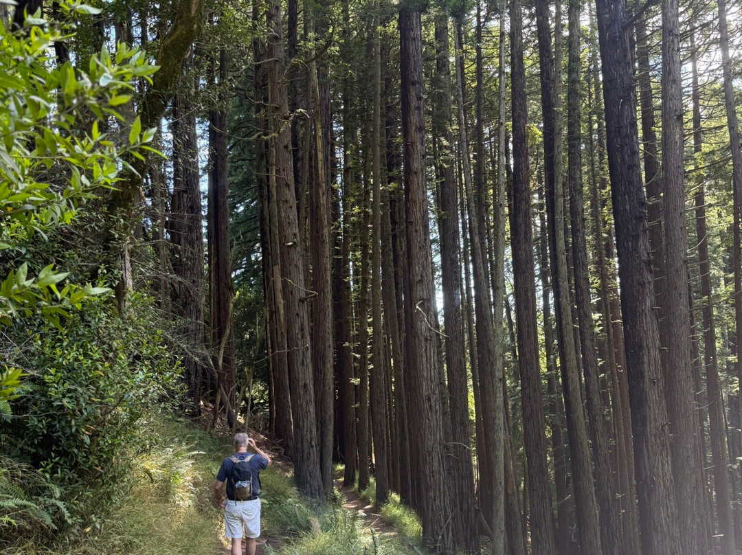 Dipsea Trail-米尔谷必去景点