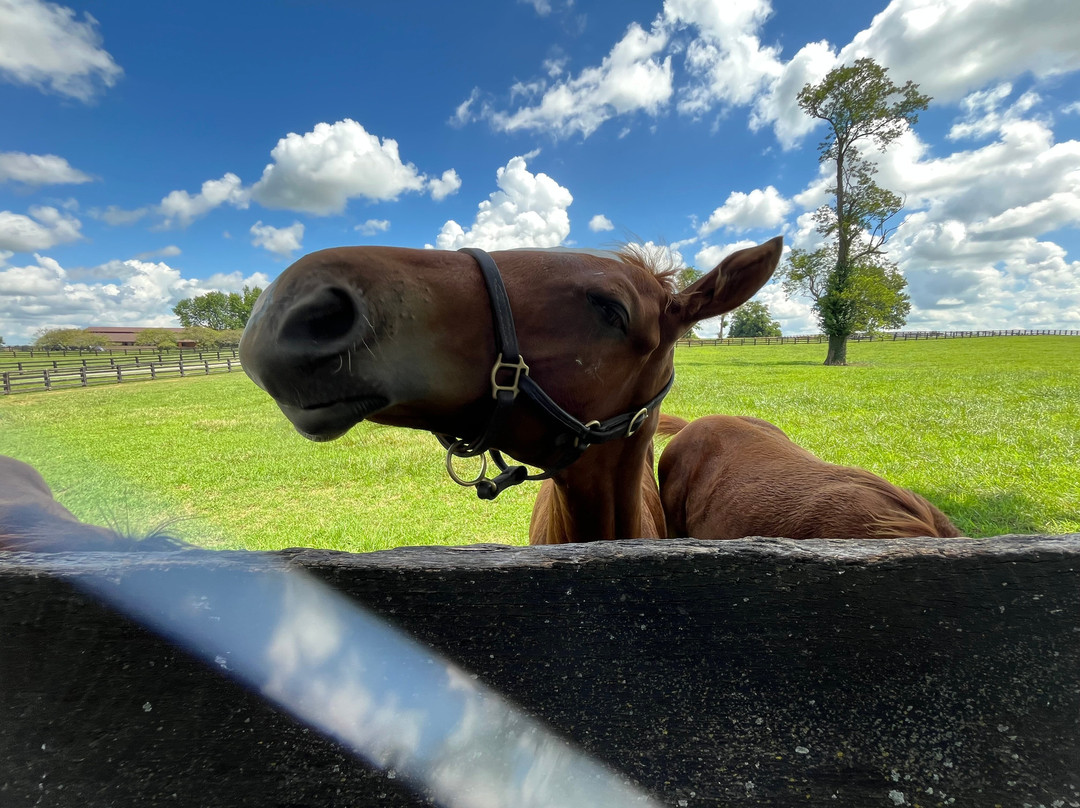 Godolphin-列克星敦必去景点