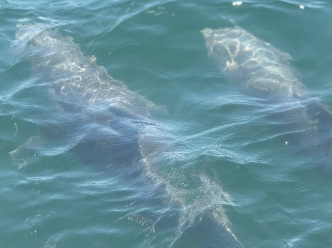 Dolphins Down Under-橙色海湾必去景点