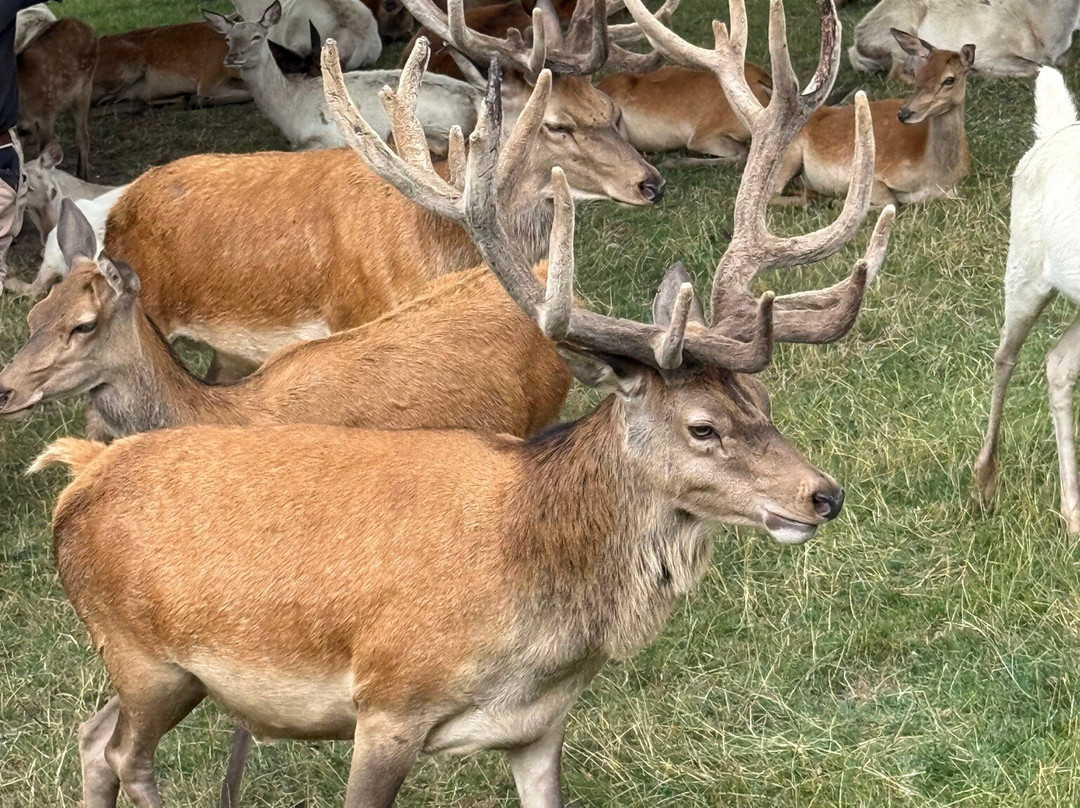 Bucklebury Farm Park-Bucklebury必去景点