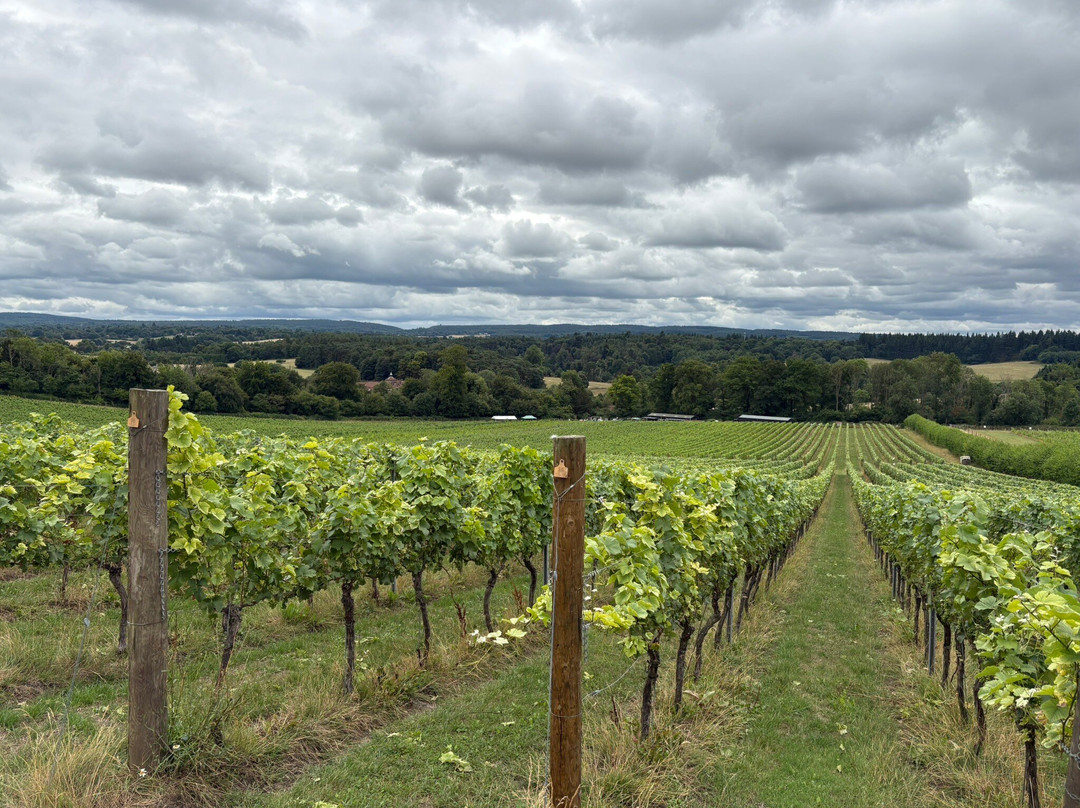 Albury Organic Vineyard-Albury必去景点