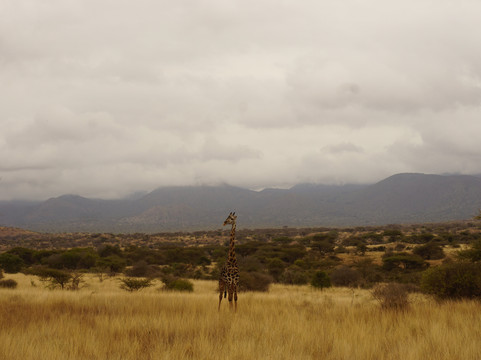 Exellent African Tours-内罗毕必去景点