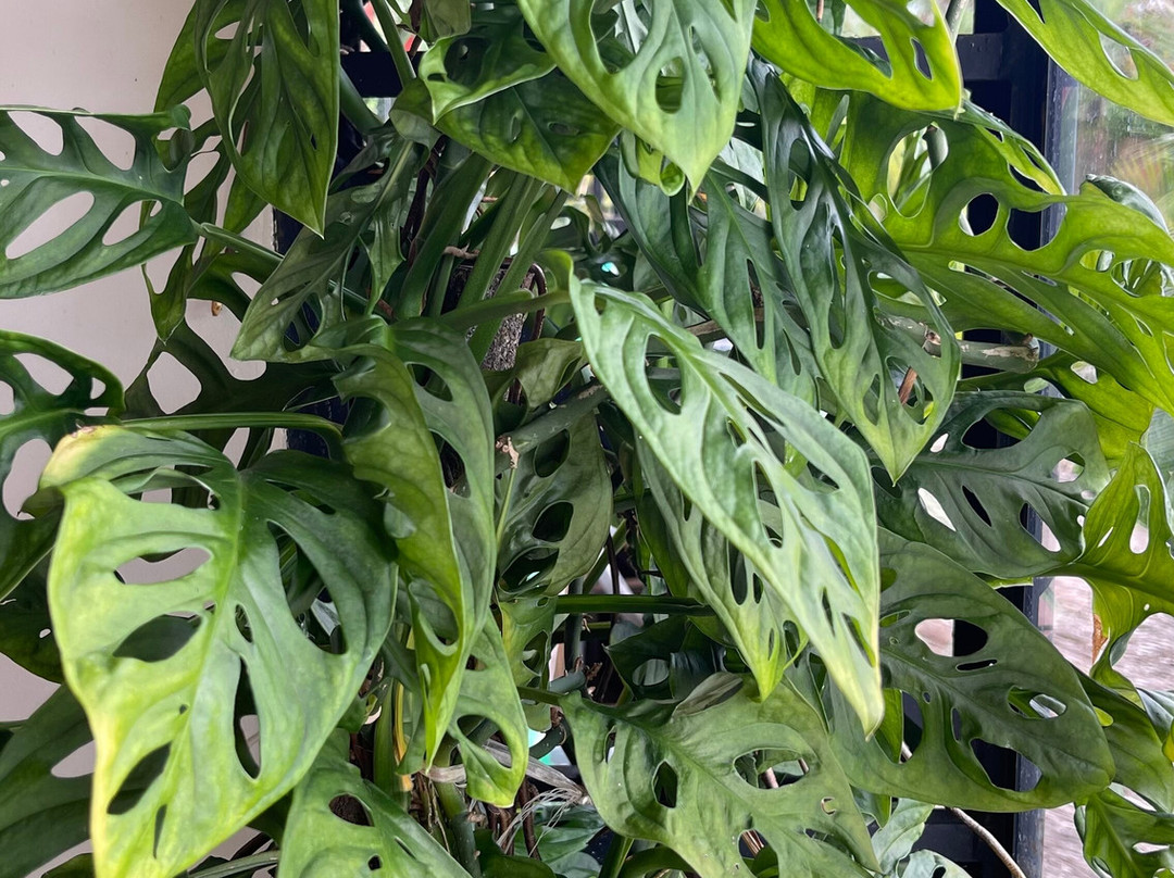 Guará Acqua Park-Santa Isabel Do Para必去景点