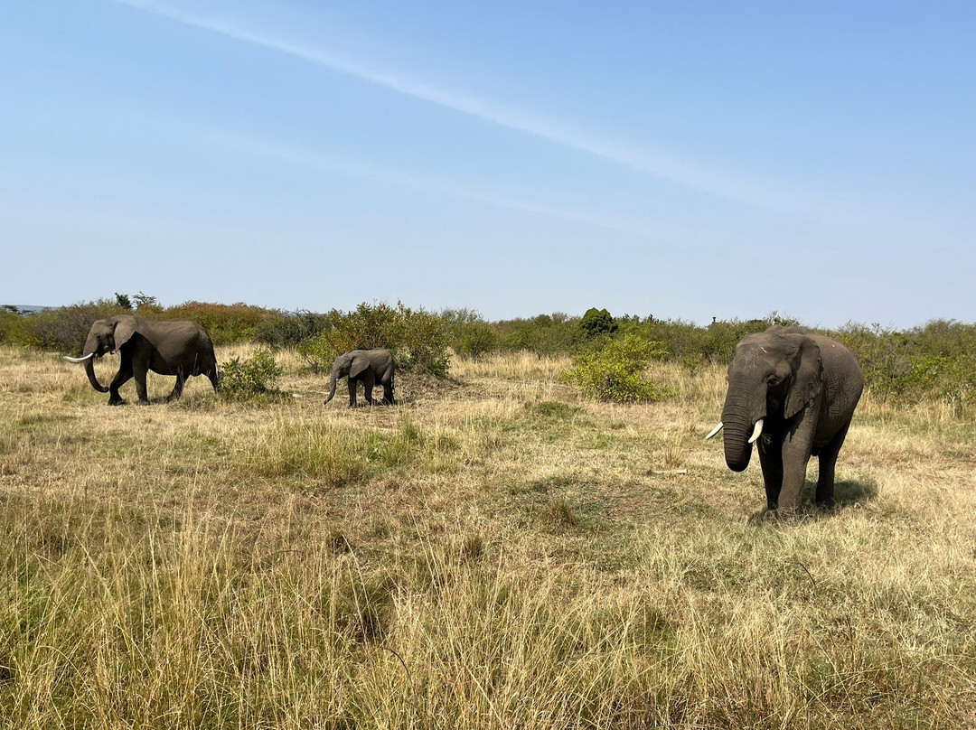 Nashulai Maasai Conservancy-马赛马拉国家野生动物保护区必去景点