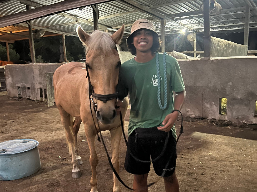 Stud Horse Riding and Rescue-吉利特拉万安必去景点