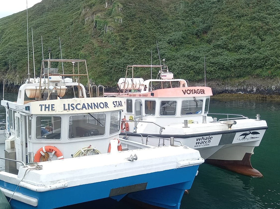 Whale Watch West Cork-Baltimore必去景点