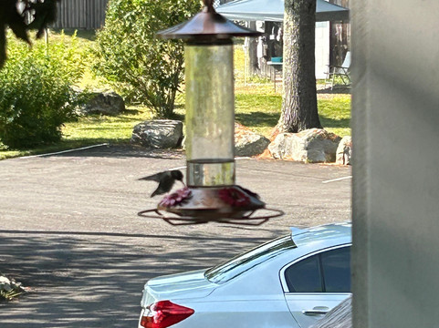 正常黑莓 B&B 民宿主图