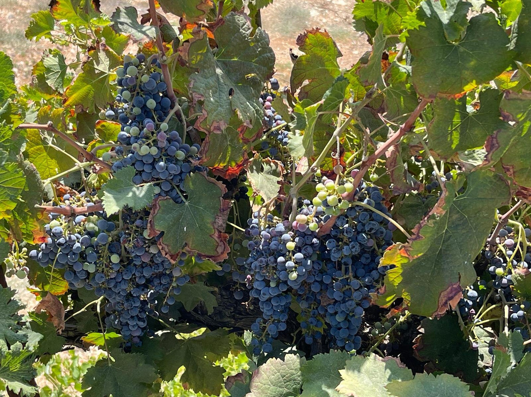 Naftaly Estate主图