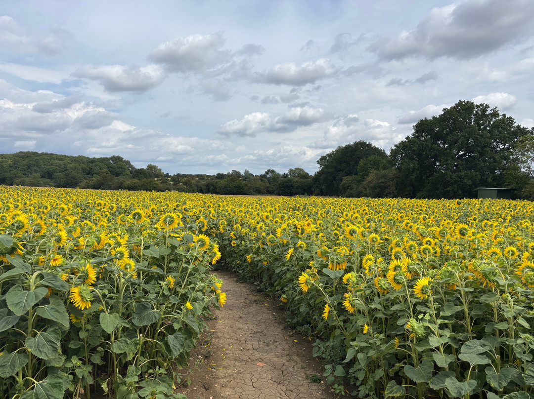 Writtle Sunflowers