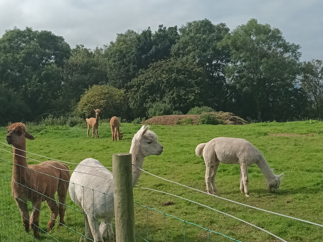North Coast Alpacas-科尔雷恩必去景点